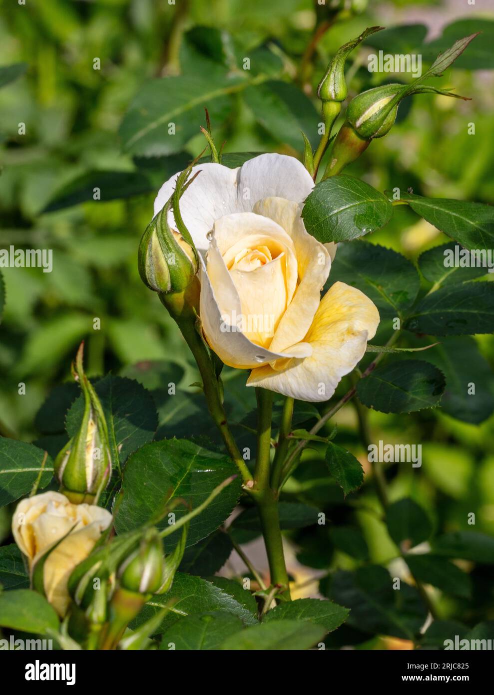 'J. P. Connell' Modern Bush Rose, Buskros (Rosa) Stock Photo