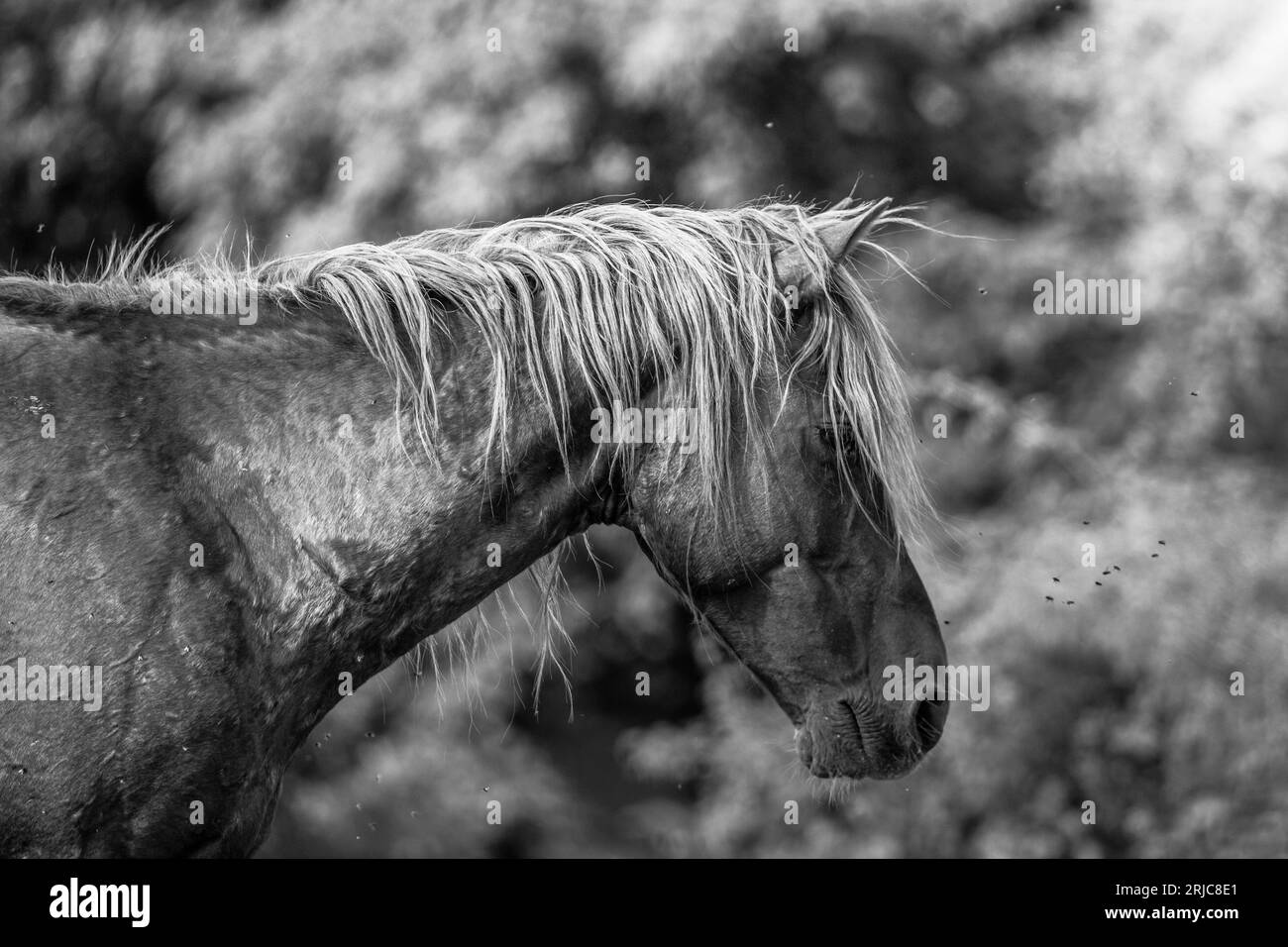 These beautiful wild horses live in Italy forever free Stock Photo Alamy