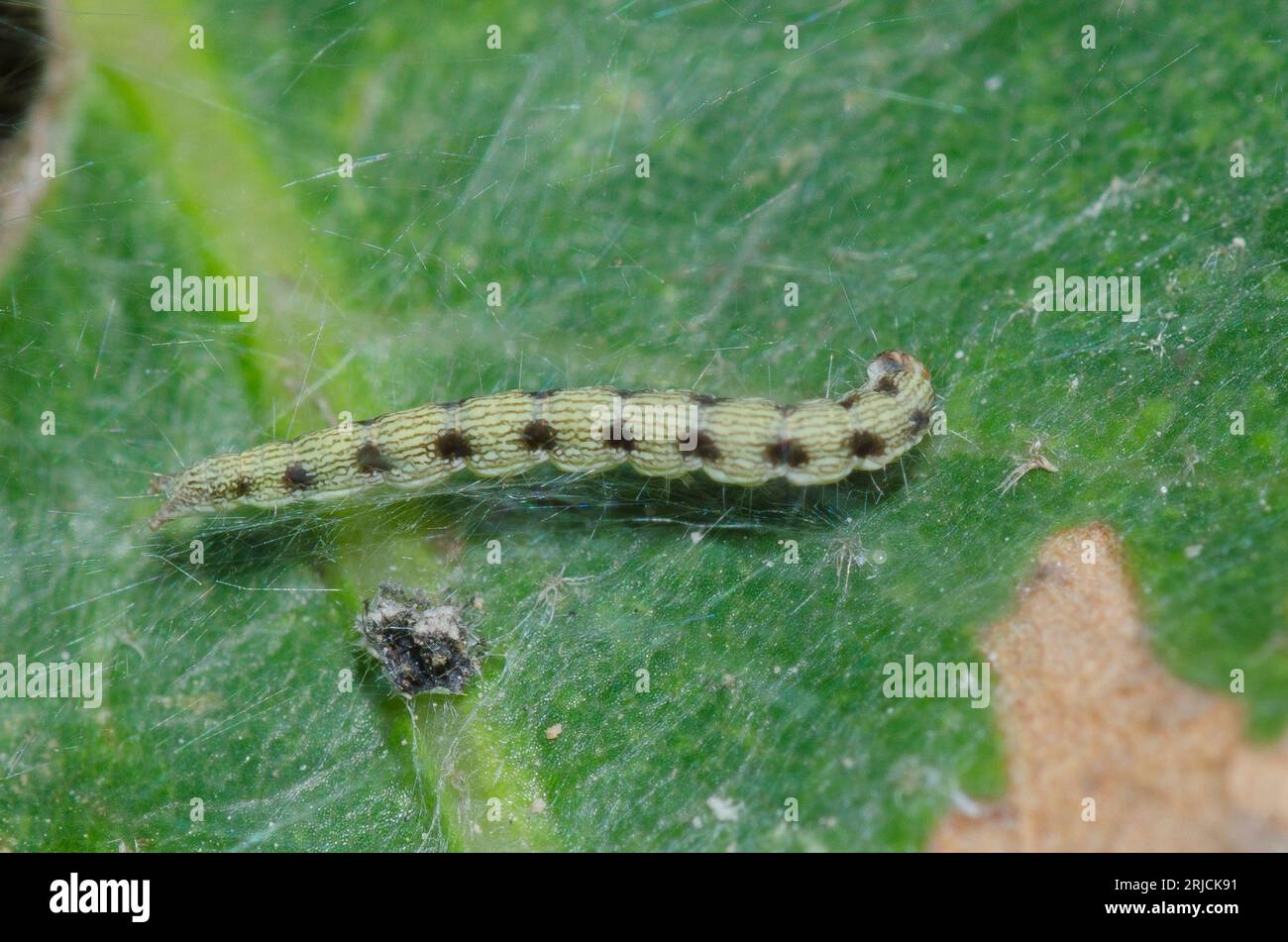 Twirler Moth, Aristotelia sp., larva on post oak, Quercus stellata, leaf Stock Photo
