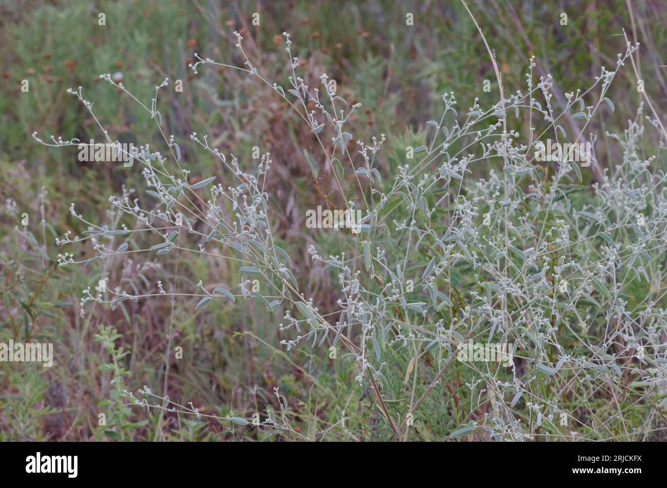 Texas Croton, Croton texensis Stock Photo Alamy