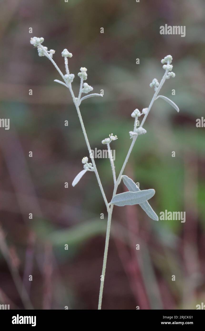 Texas Croton, Croton texensis Stock Photo Alamy