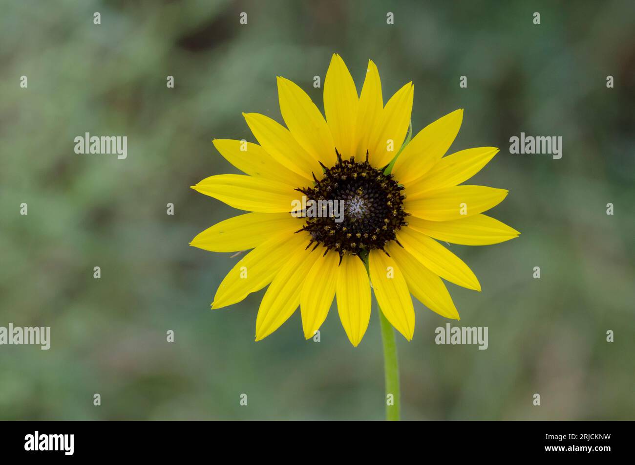 Prairie Sunflower, Helianthus petiolaris Stock Photo