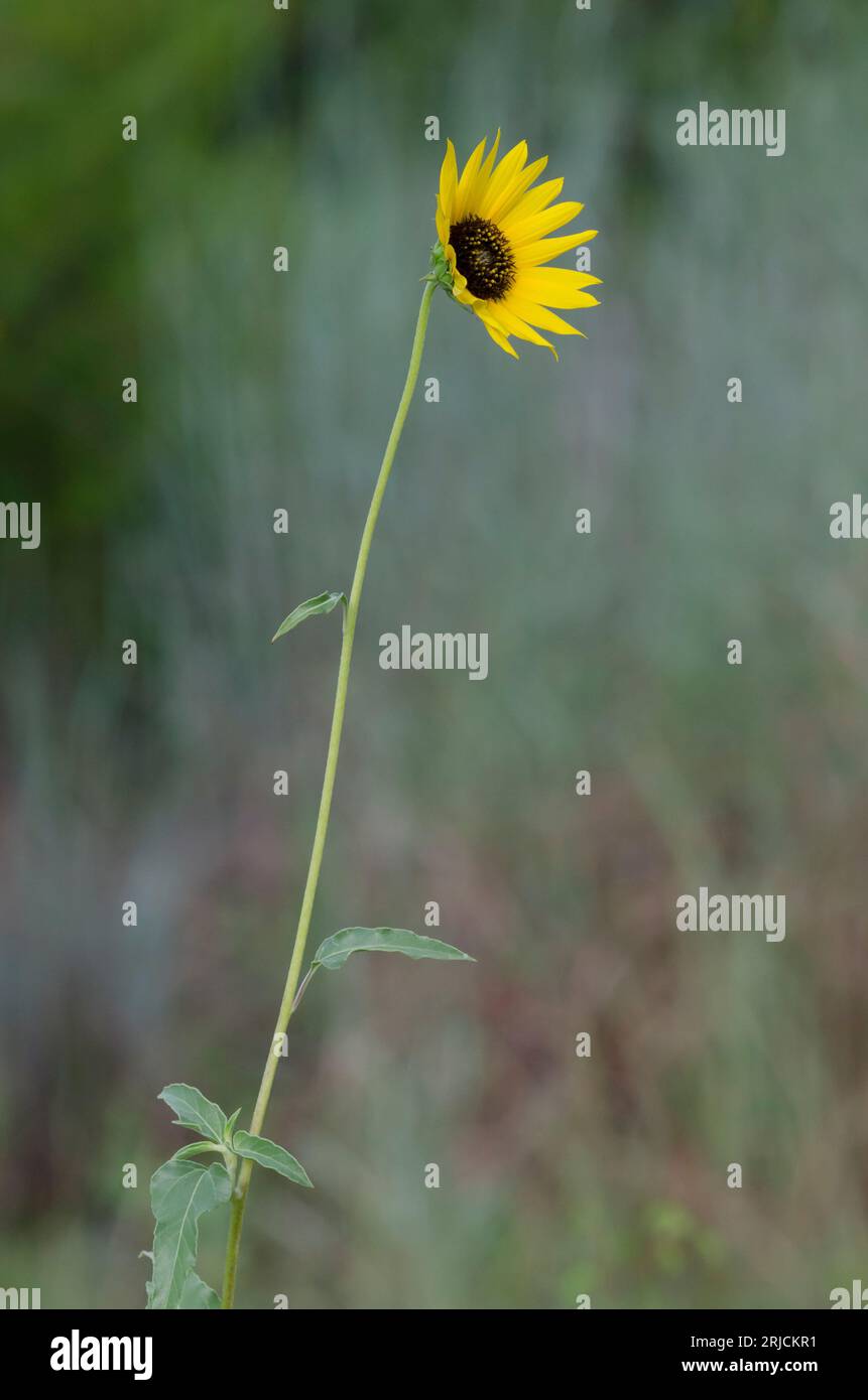 Prairie Sunflower, Helianthus petiolaris Stock Photo