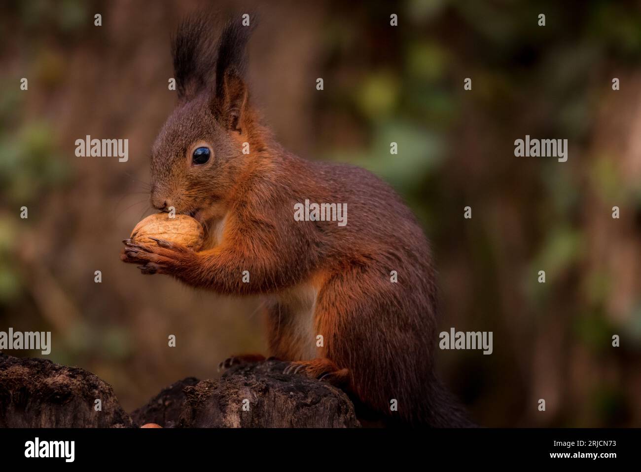 squirrel eating a nut Stock Photo