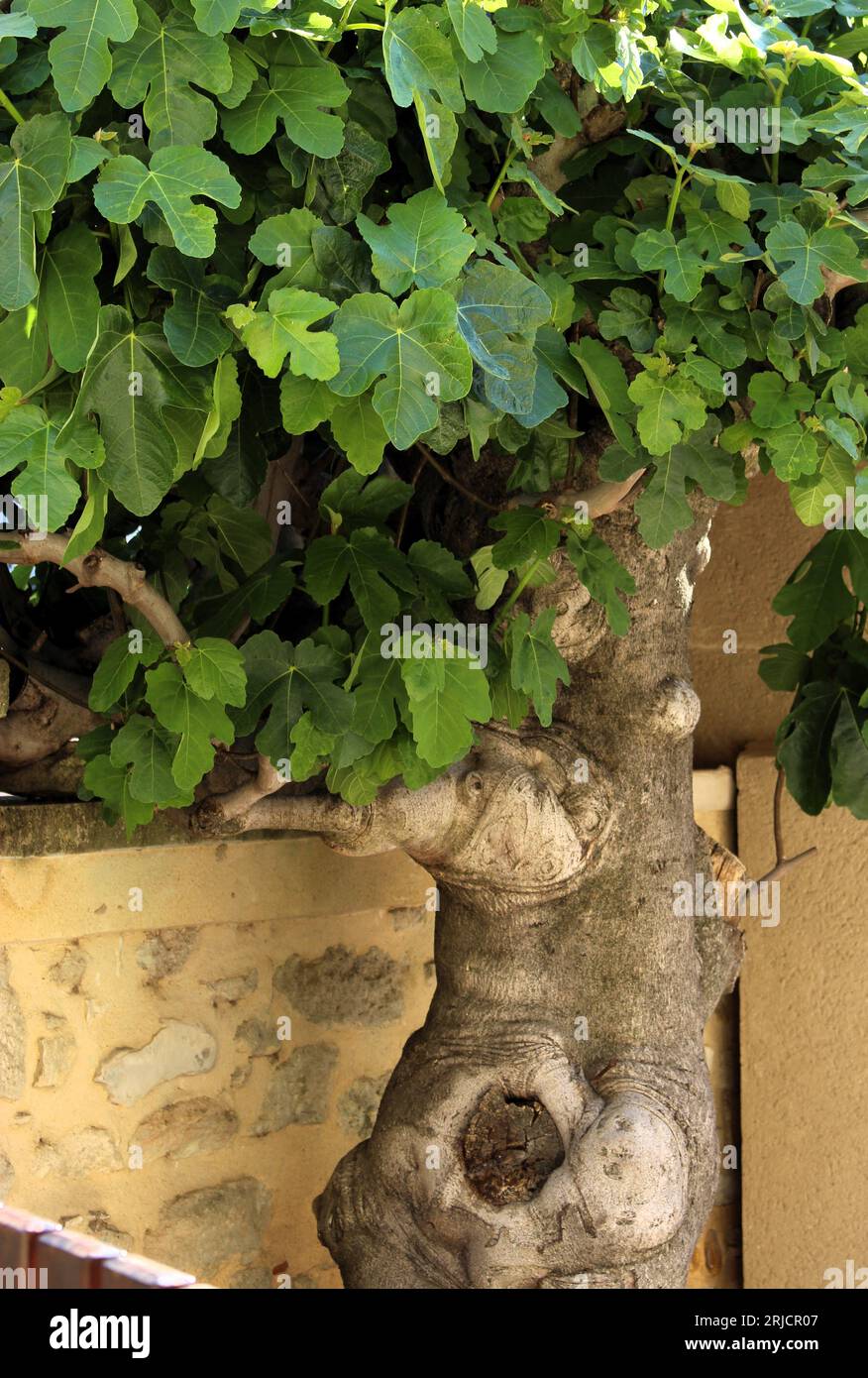 Old fig tree hires stock photography and images Alamy
