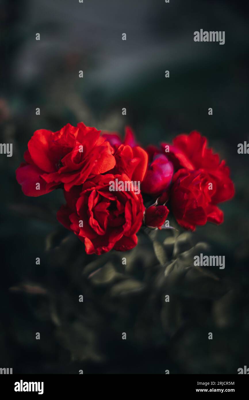 Wild red roses flowers growing in the garden. Natural vertical background for postcards, posters