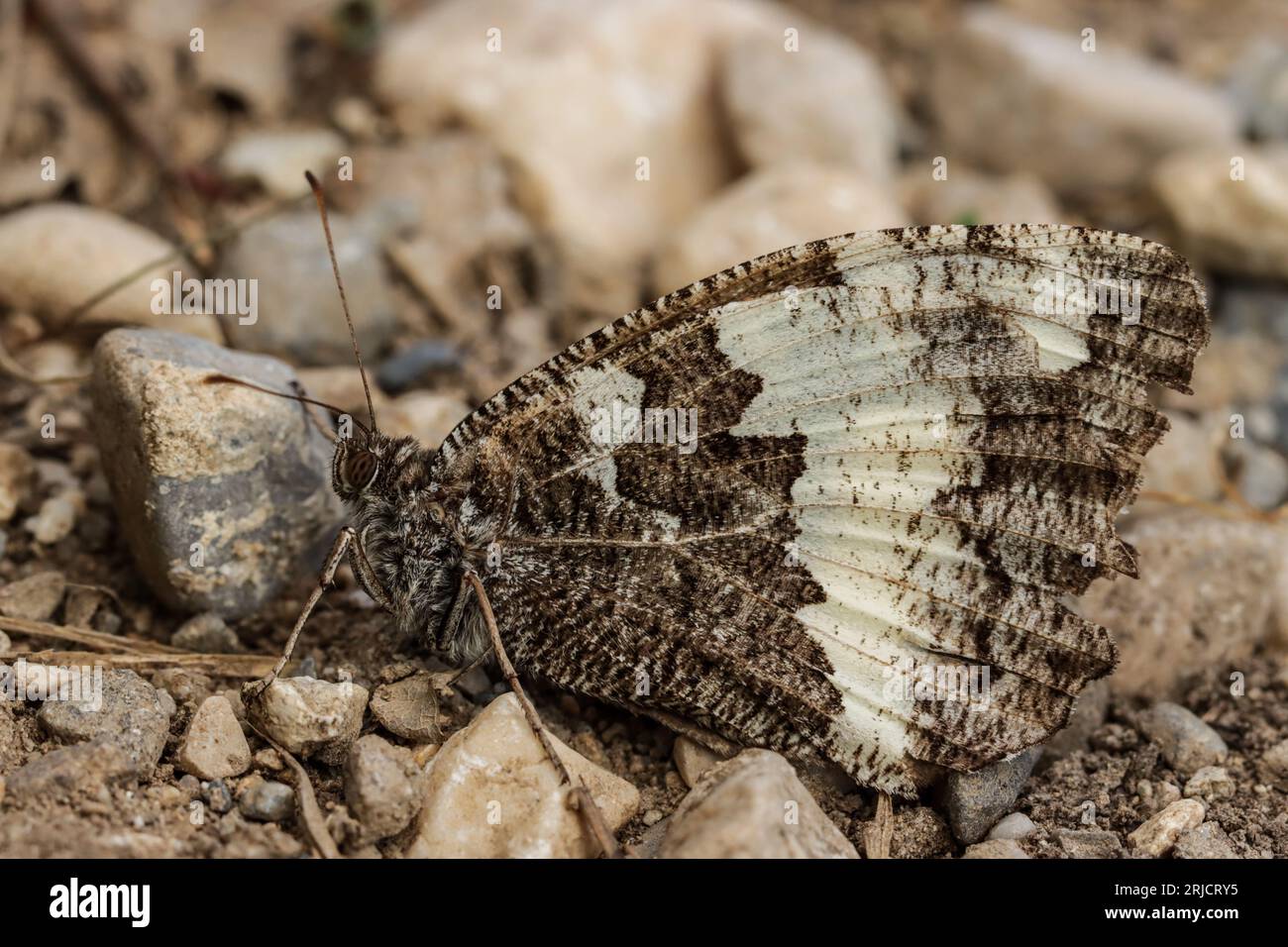 papillon Silène mimétique sur le sol (Brintesia circe) Stock Photo