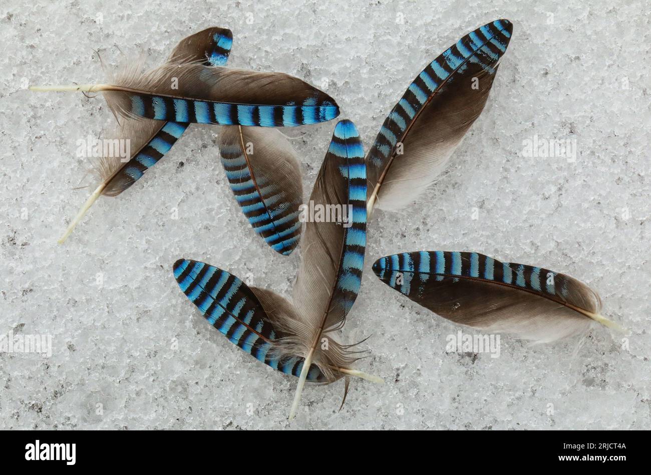 Oiseau de geai bleu hires stock photography and images Alamy