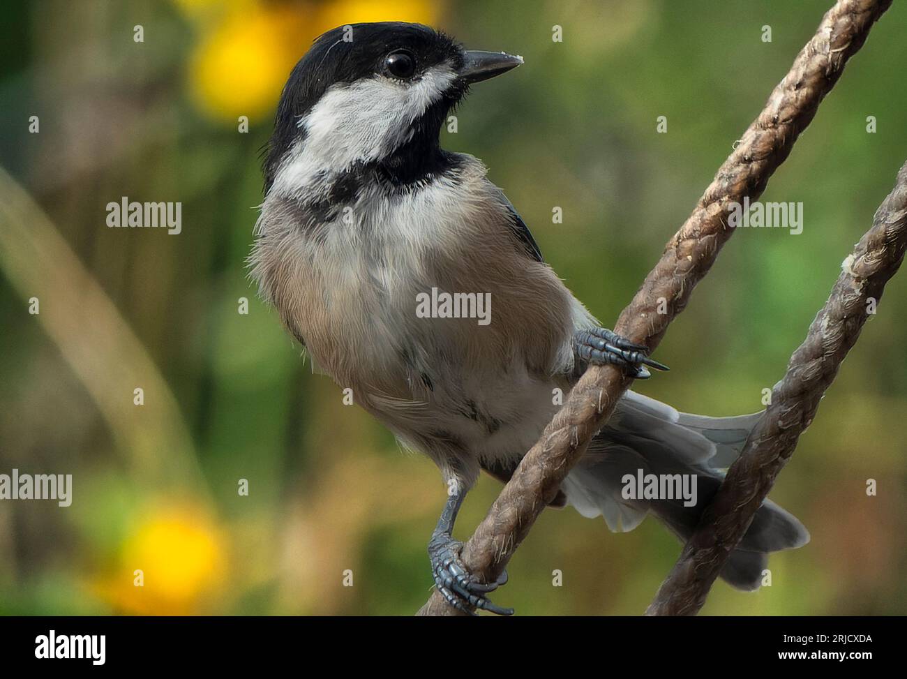 Black Capped Chickadee on the backyard deck Stock Photo - Alamy