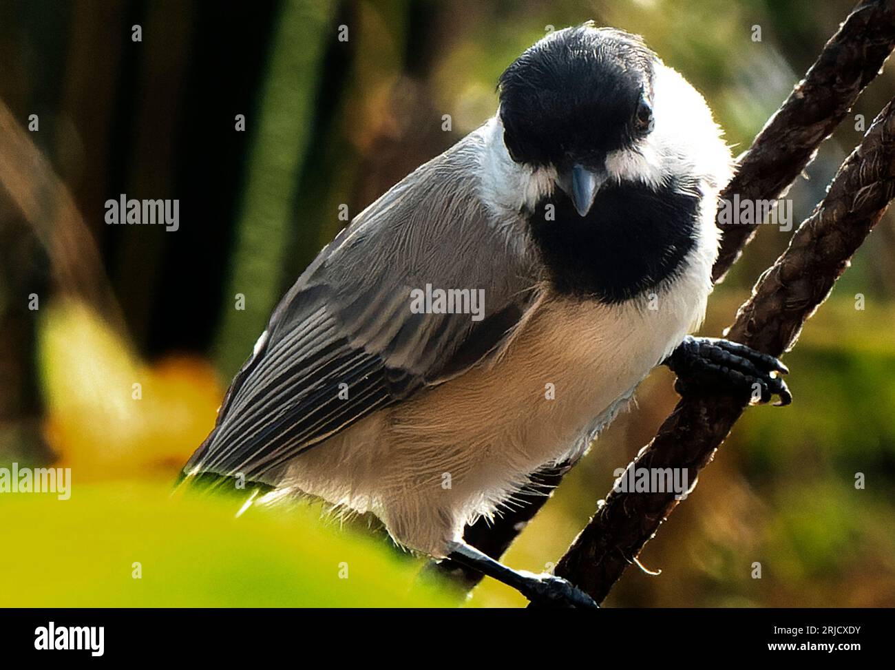 Black Capped Chickadee on the backyard deck Stock Photo - Alamy