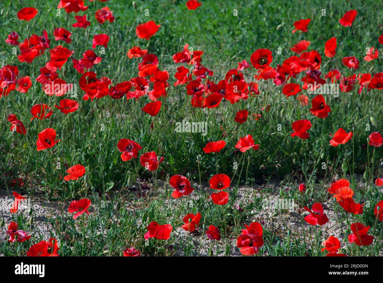 Luminoso colore hi-res stock photography and images - Alamy