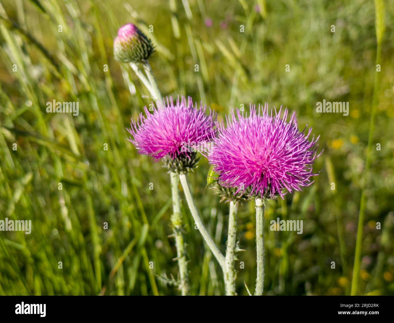 Onopordum acanthium , Scotch Thistle , Blooming Onopordum acanthium on the field Stock Photo