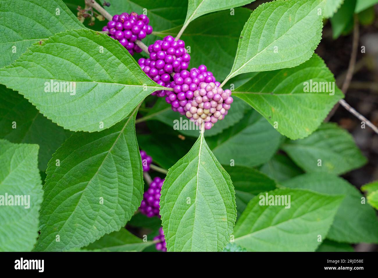 Close-up photo of American Beautyberry. Stock Photo