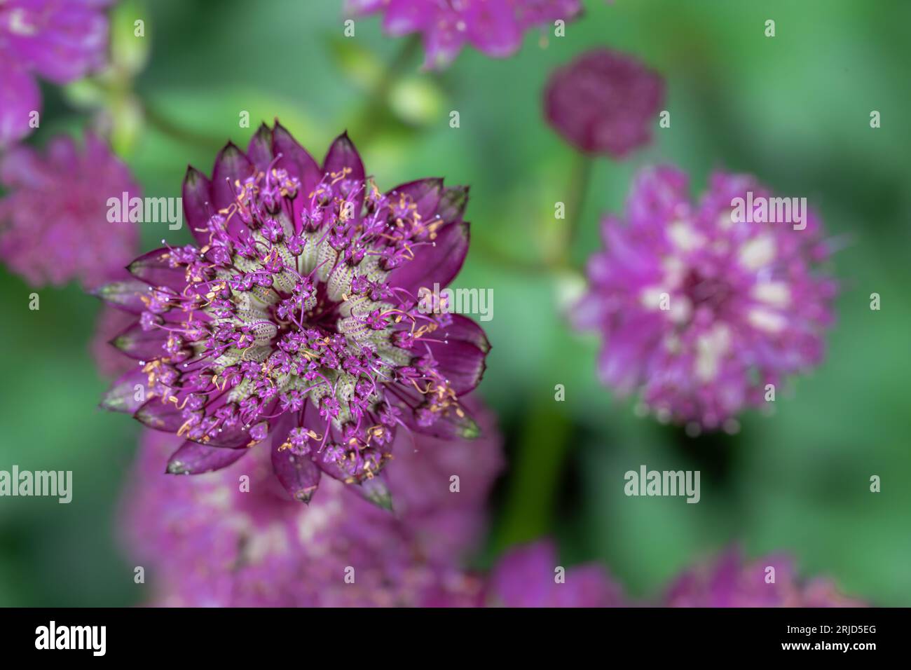 Flowers of Star of Fire Masterwork (Astrantia major) Stock Photo