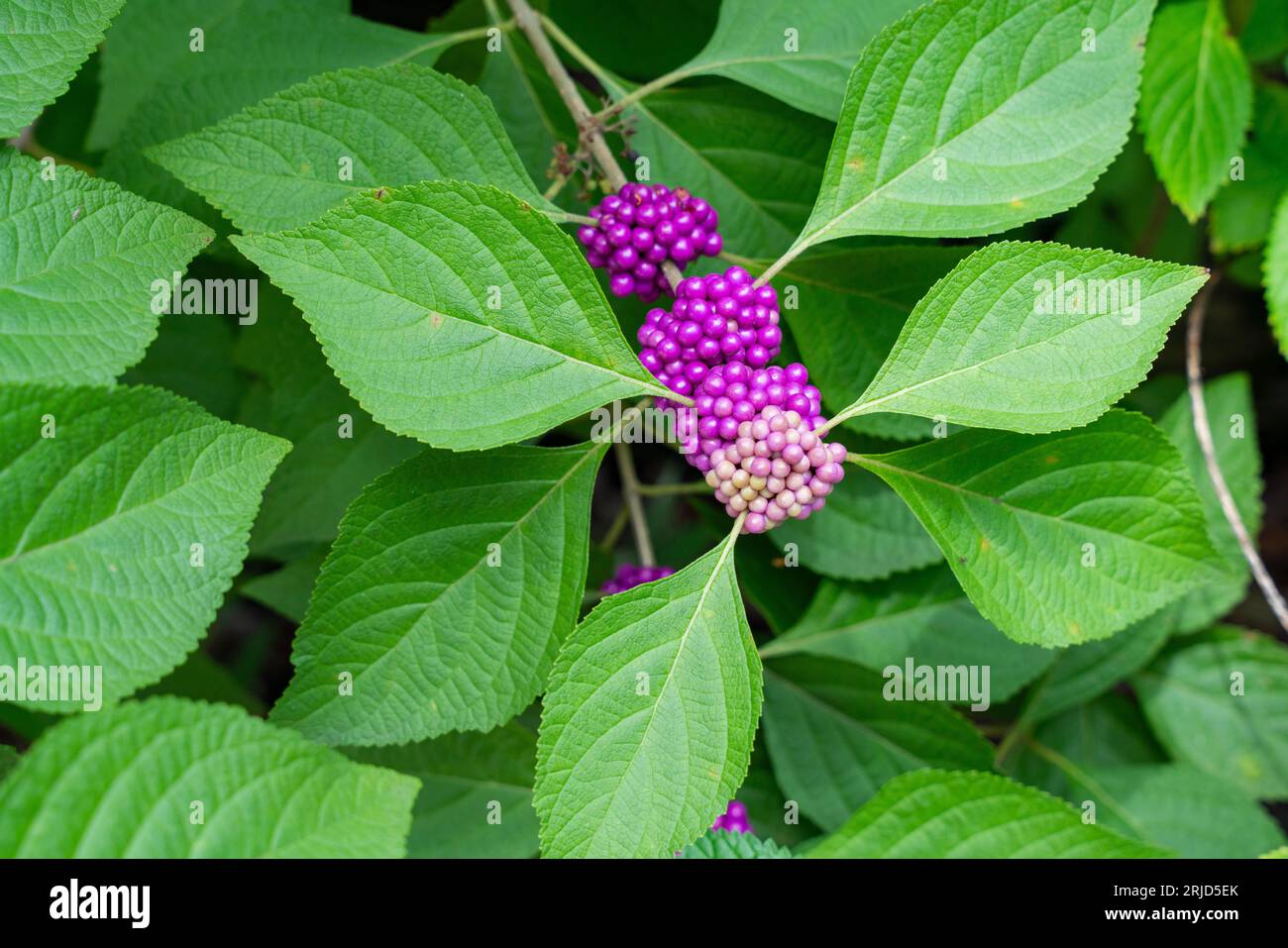 Photo of a native shrub of the Southern United States, the American Beautyberry. Stock Photo