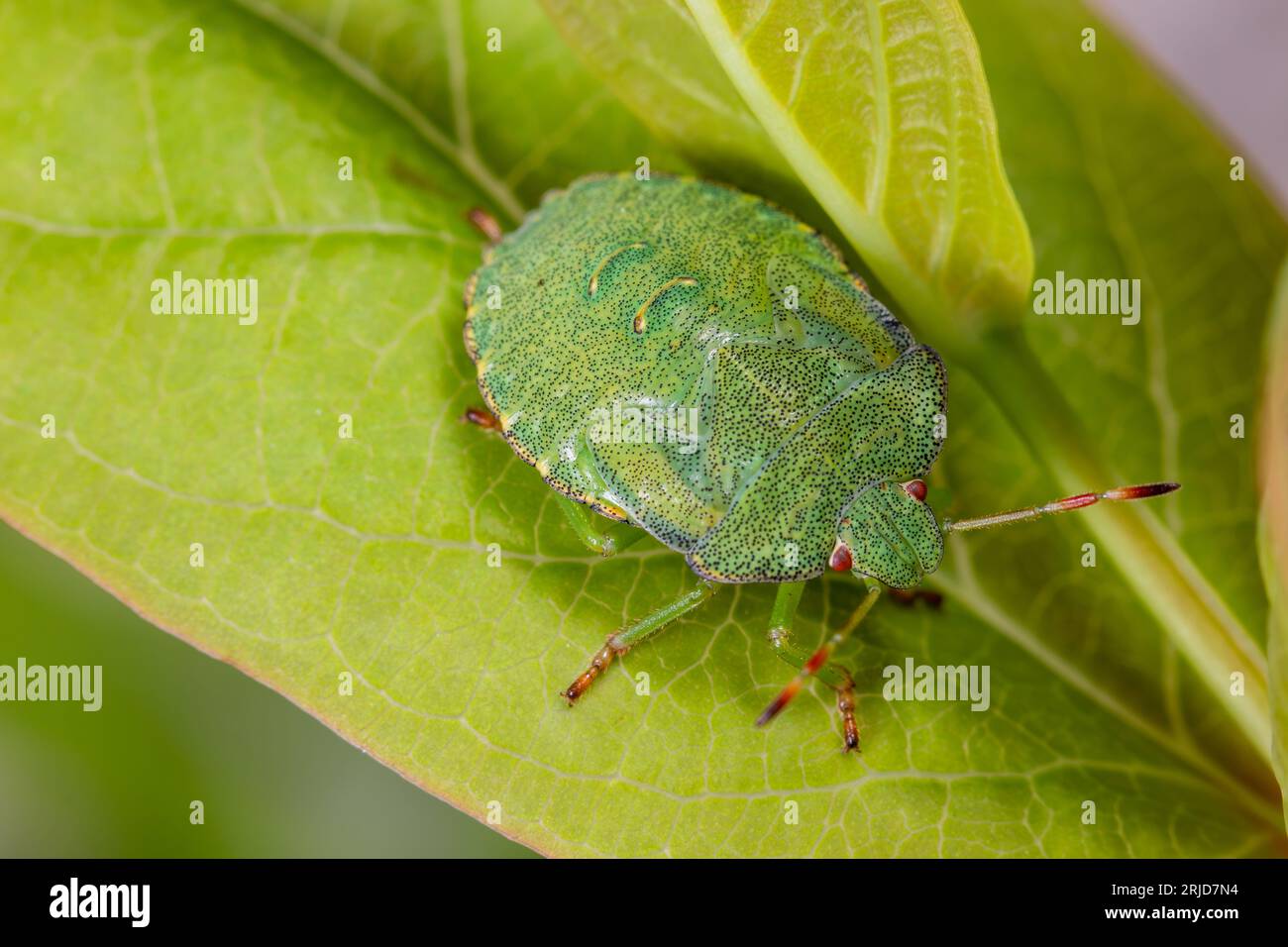 Common Green Shieldbug (Palomena prasina) nymph on a leaf Stock Photo