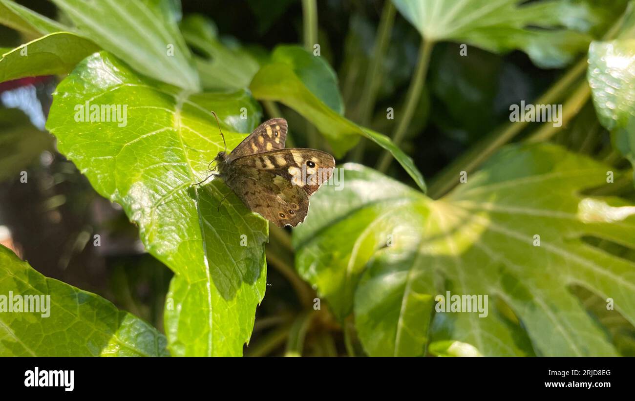 Short life span insect hi-res stock photography and images - Alamy
