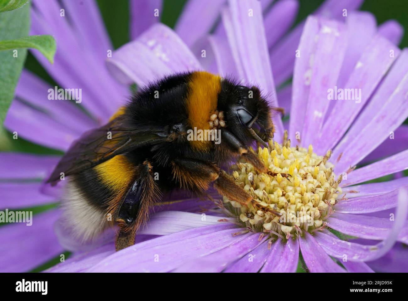 Natural georgeous colorful closeup on a queen Large earth bumblebee, Bombus terrestris grup, sitting on a blue Aster Stock Photo