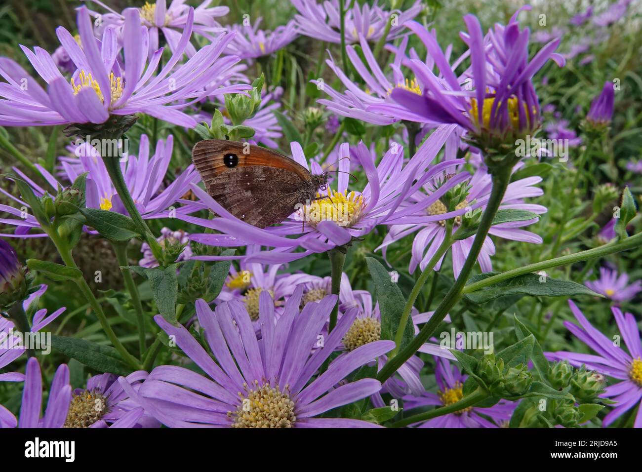 Natural colorful closeup on a orange gatekeeper butterfly, Pyronia tithonus on a blue Aster flower Stock Photo