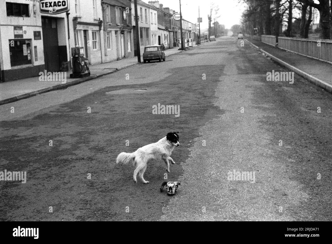 Scared Dog. The dog is afraid of the sheep's skull in the centre of the road. Eire
