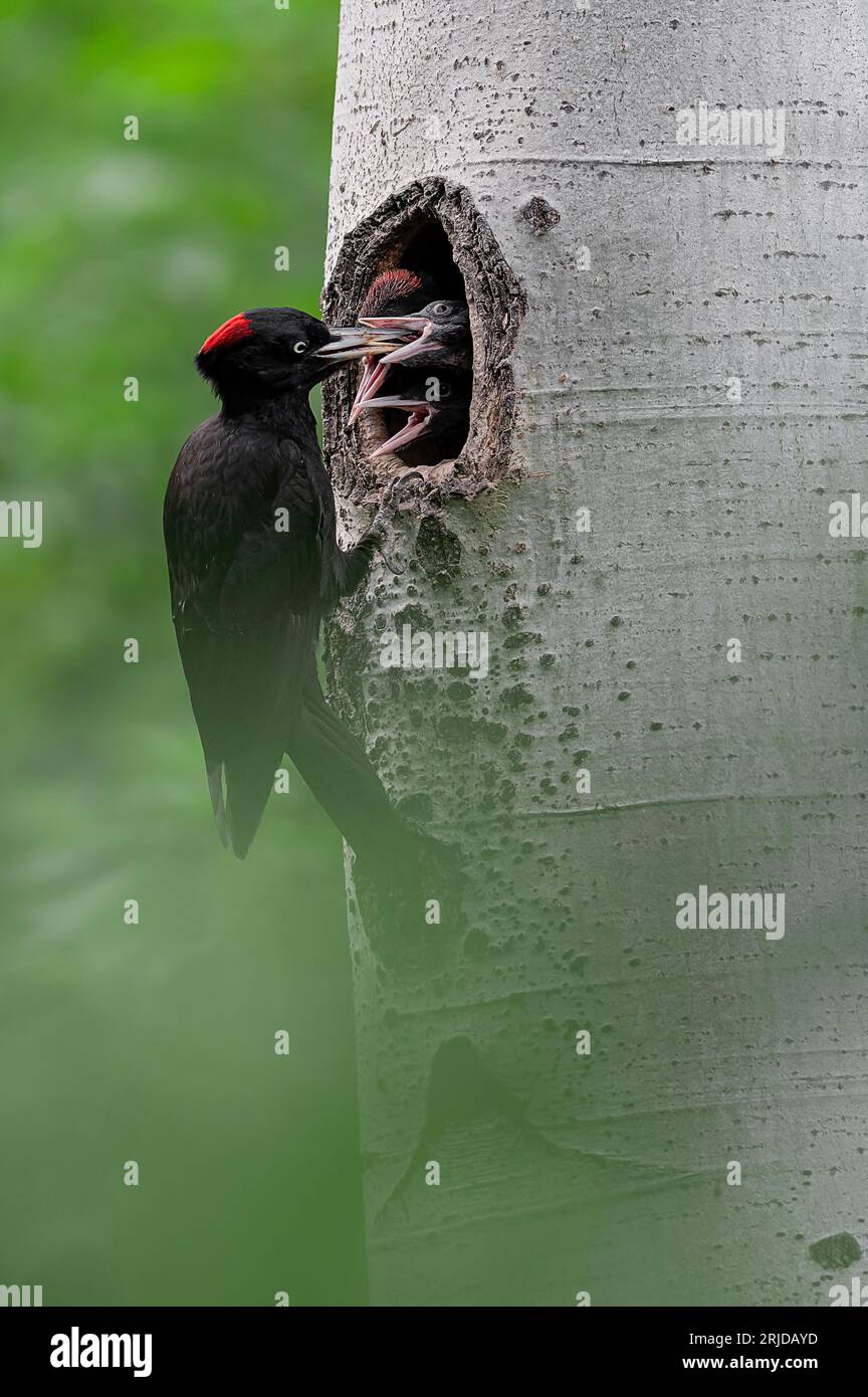 Three beaks to feed, the black woodpeckers (Dryocopus martius) Stock Photo