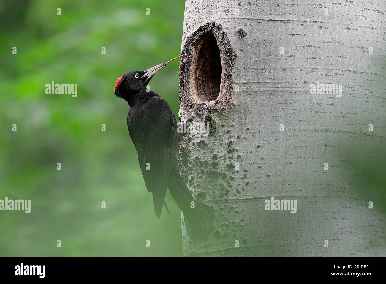 Long tongue, the black woodpecker male (Dryocopus martius) Stock Photo