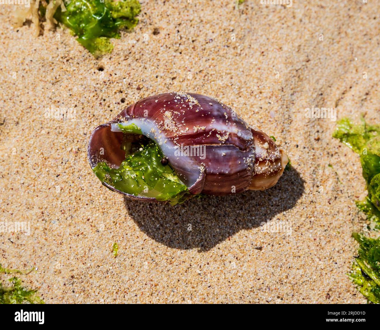 Sea snail on the beach of Dar es Salaam Stock Photo