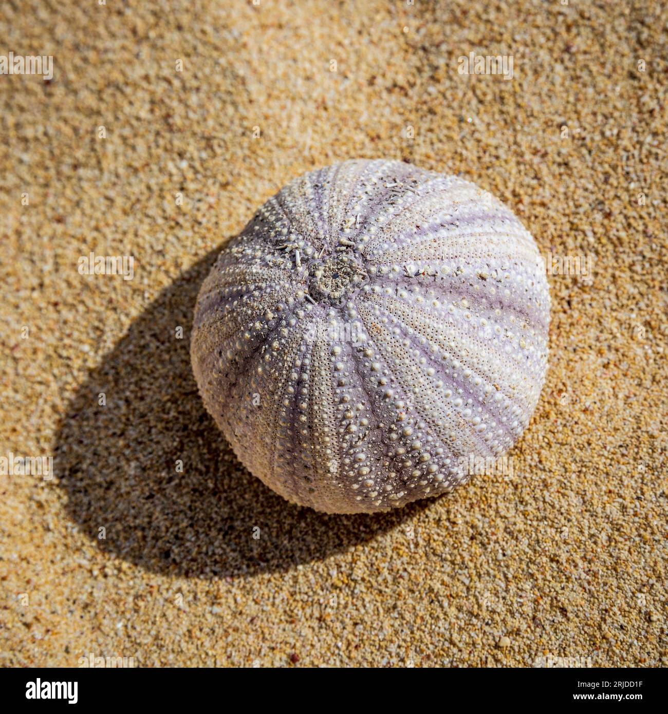 Sea urchin on the beach off Dar es Salaam, Tanzania Stock Photo