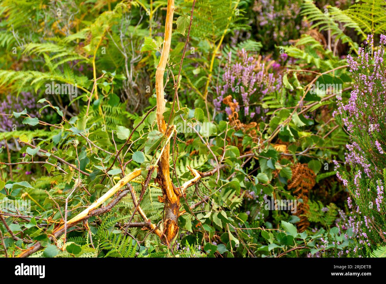 Loch Muick Ballater Balmoral Estate Scotland deer damage bark stripped from a birch tree Stock Photo