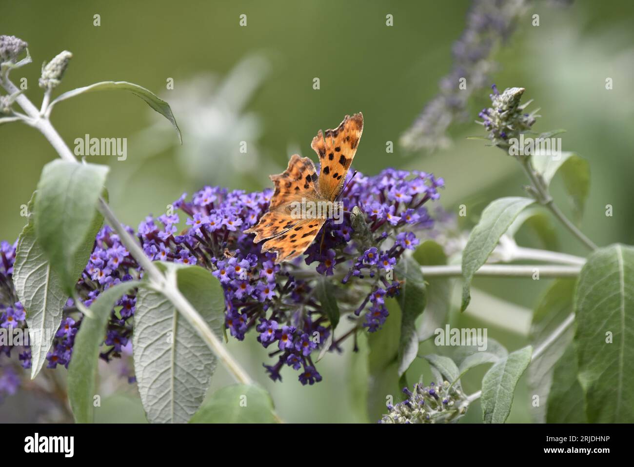 Comma Butterfly (Polygonia c-album) on Purple Buddleia with Proboscis in Flower, Facing to Right of Image, taken in Staffordshire, UK in August Stock Photo