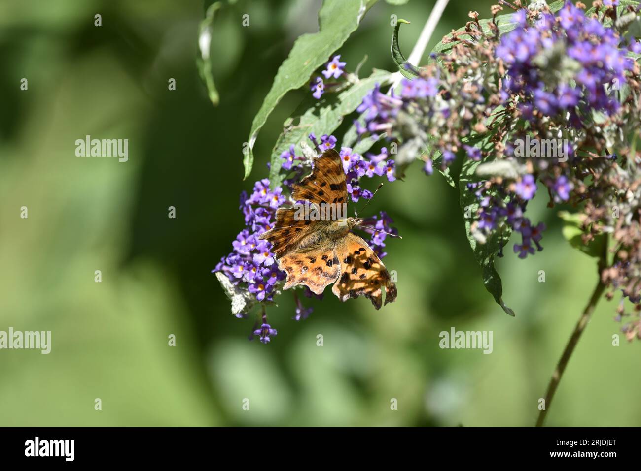 Centre Foreground Image of a Comma Butterfly (Polygonia c-album) Facing Right of Image, Wings Open, on Top of Purple Buddleia, View from Above, in UK Stock Photo
