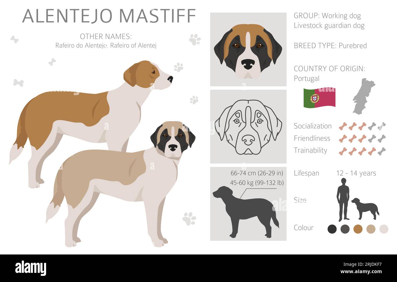Alentejo mastiff all colours clipart. Different coat colors set.  Vector illustration Stock Vector