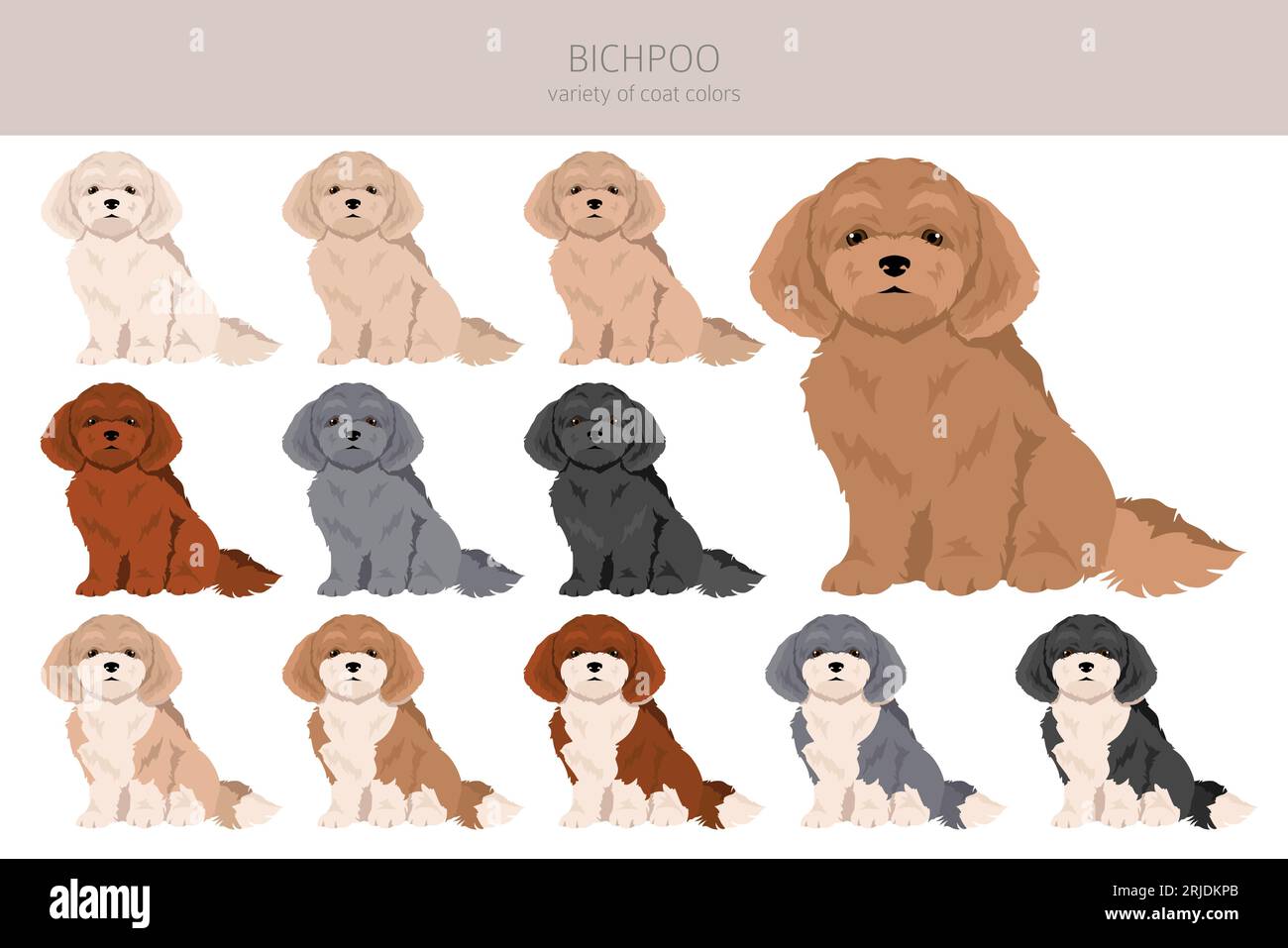 Bichpoo, Poochon clipart. Bichon Frise Poodle mix. Different coat colors set.  Vector illustration Stock Vector