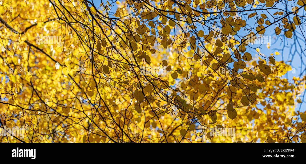 Sunlit yellow fall birch leaves against blue sky as autumn background. Gold autumn. Banner. Beauty in nature. Horizontal format. Soft focus. Stock Photo