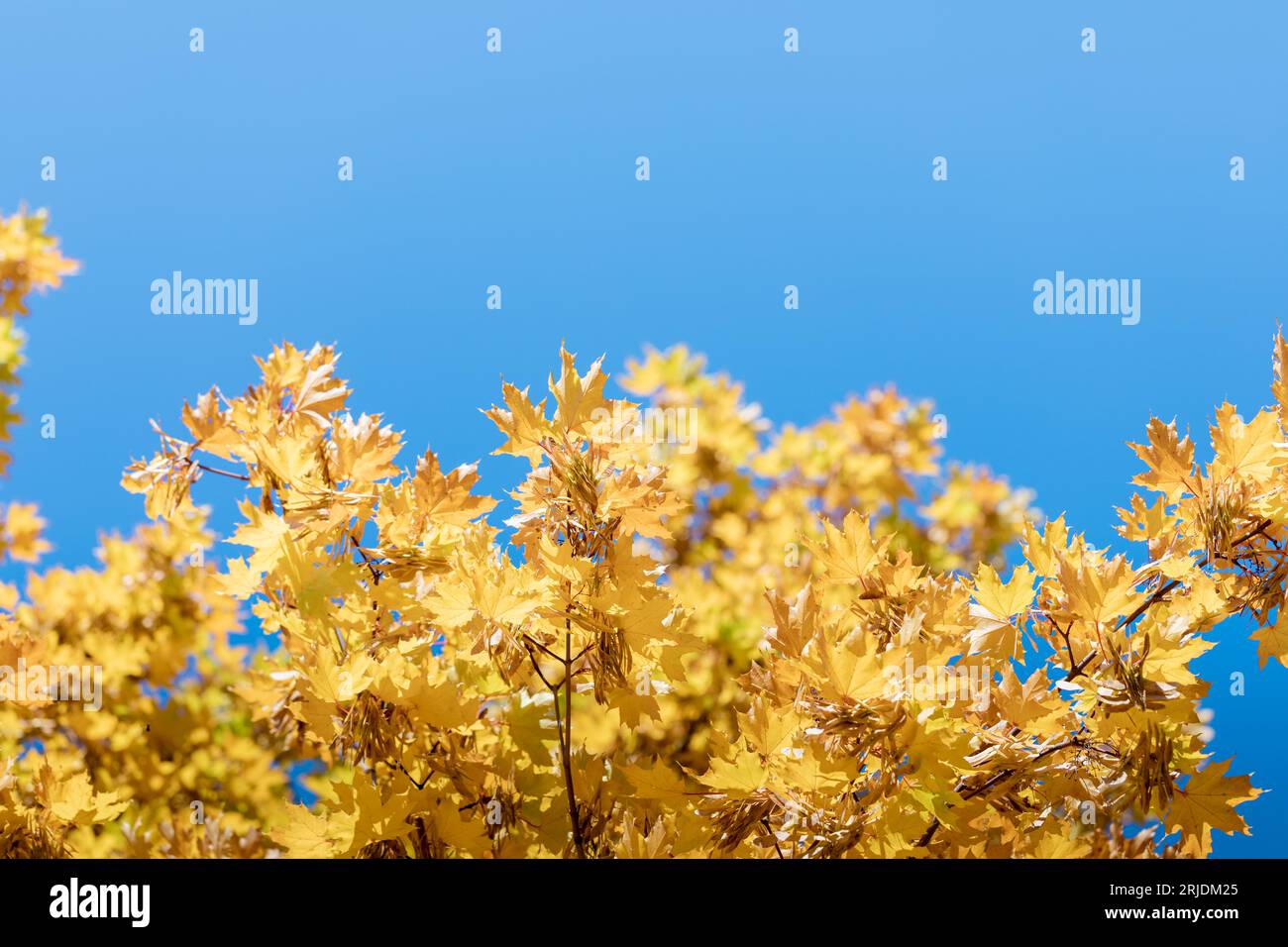 Drenched in sun maple tree tops with yellow gold leaves against blue sky. Background for any autumn holidays with copy space. Back to school. Beauty i Stock Photo