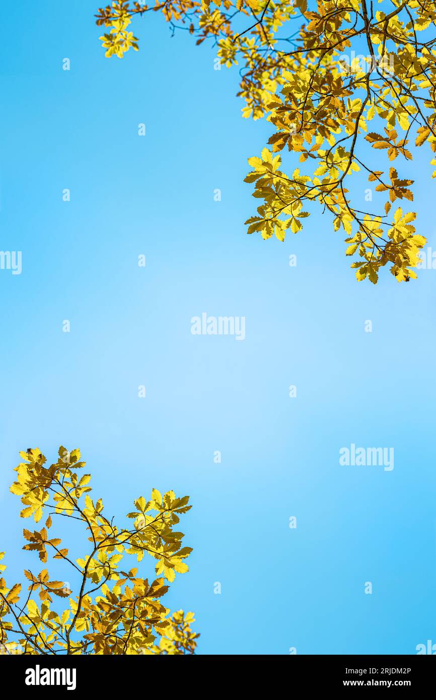 Greeting card or invitation for any autumn holidays with branches of oak tree with fall yellow gold leaves on blue sky background. Copy space for text Stock Photo