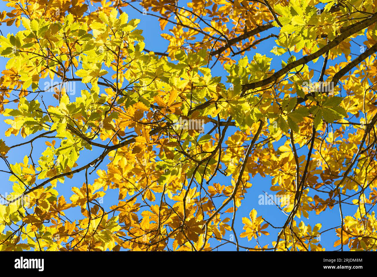 Branches of oak tree with fall yellow gold leaves on blue sky background. Autumn background or wallpaper with soft focus. Beauty in nature. Horizontal Stock Photo