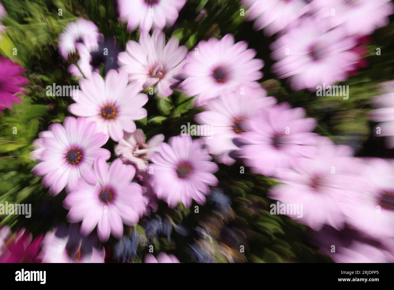 Pale pink flower burst. Abstract wavy flower power background wallpaper