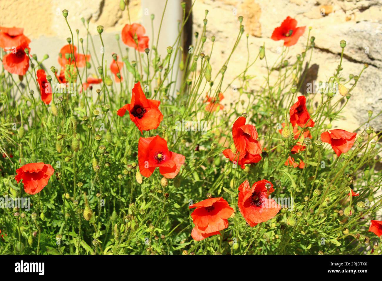 Poppies provence france hi-res stock photography and images - Alamy