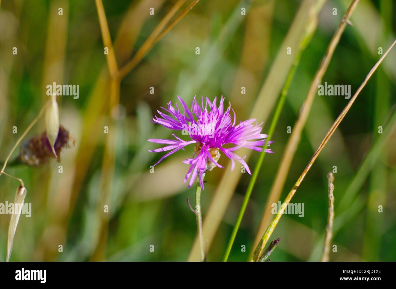 Luminoso colore hi-res stock photography and images - Alamy