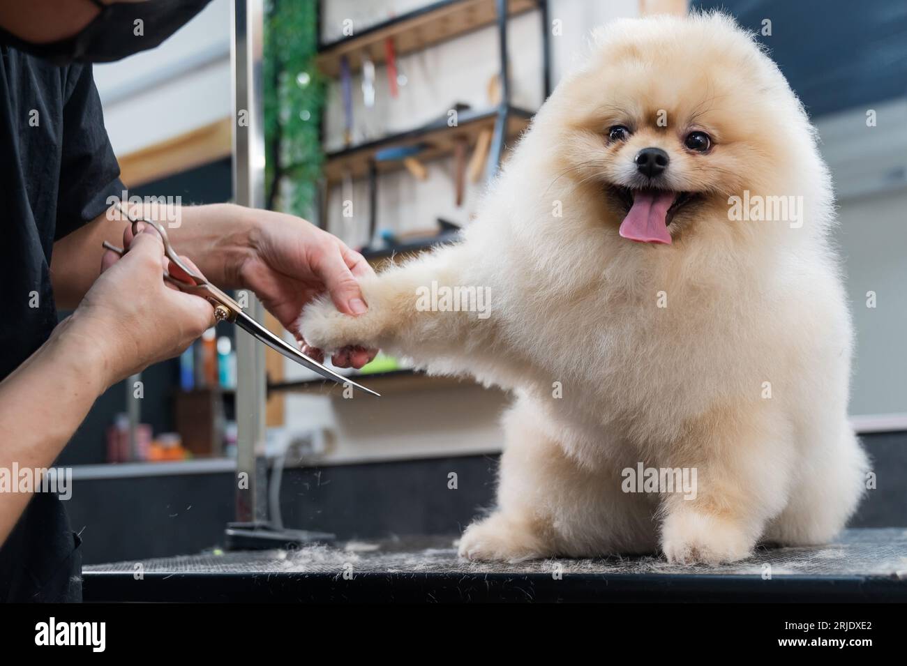 12 Best Pomeranian Grooming Supplies Every Pomeranian Owner Needs