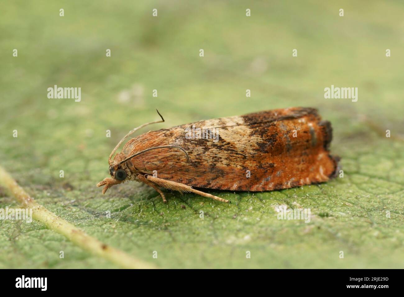 Colorful detailed closeup on the the rusty oak tortricid moth, Cydia amplana , sitting on a green leaf Stock Photo