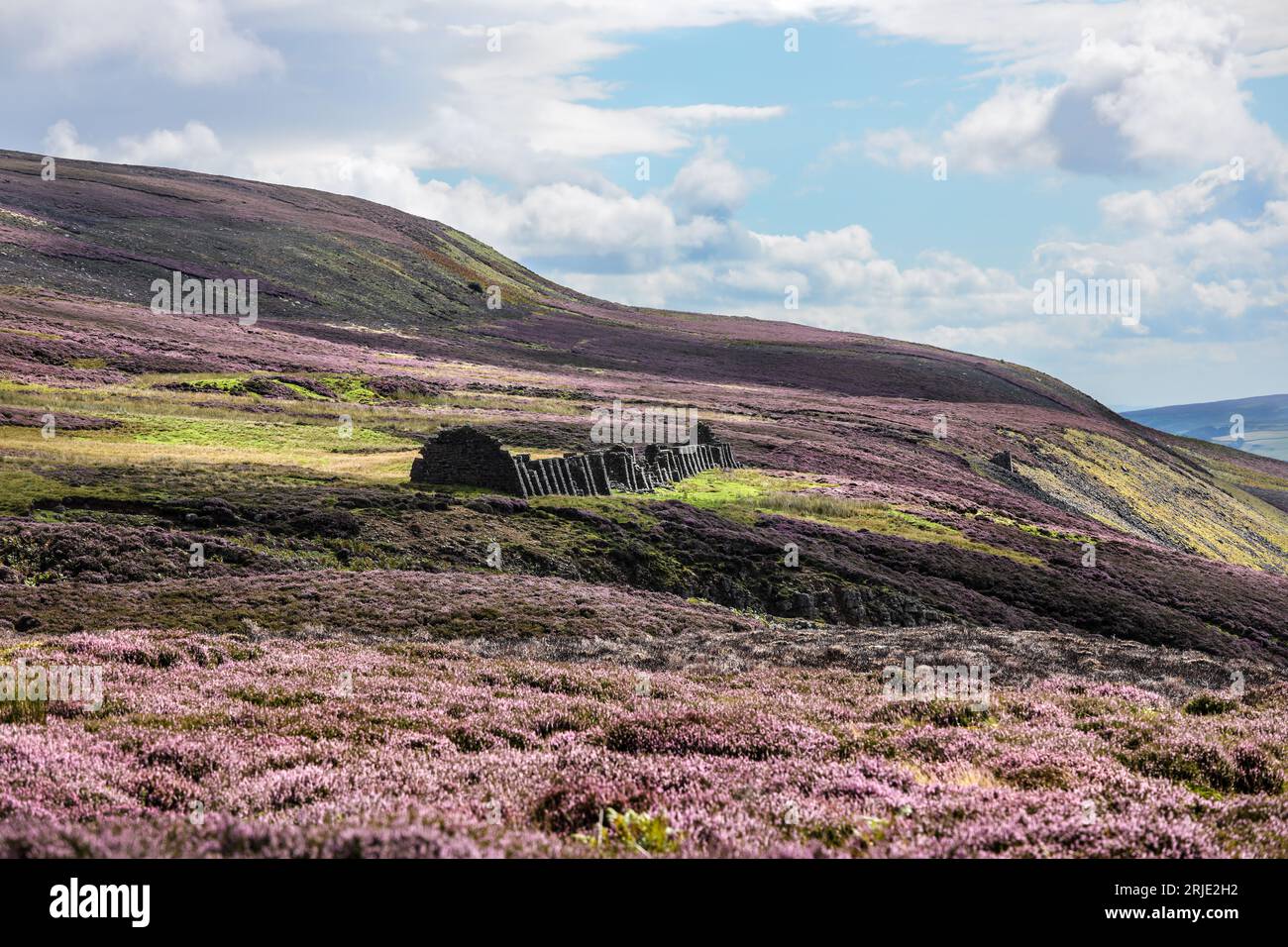 The ruins of the Old Peat House above the Old Gang Smelt Mill surrounded by blooming heather, Swaledale, Yorkshire Dales National Park Stock Photo