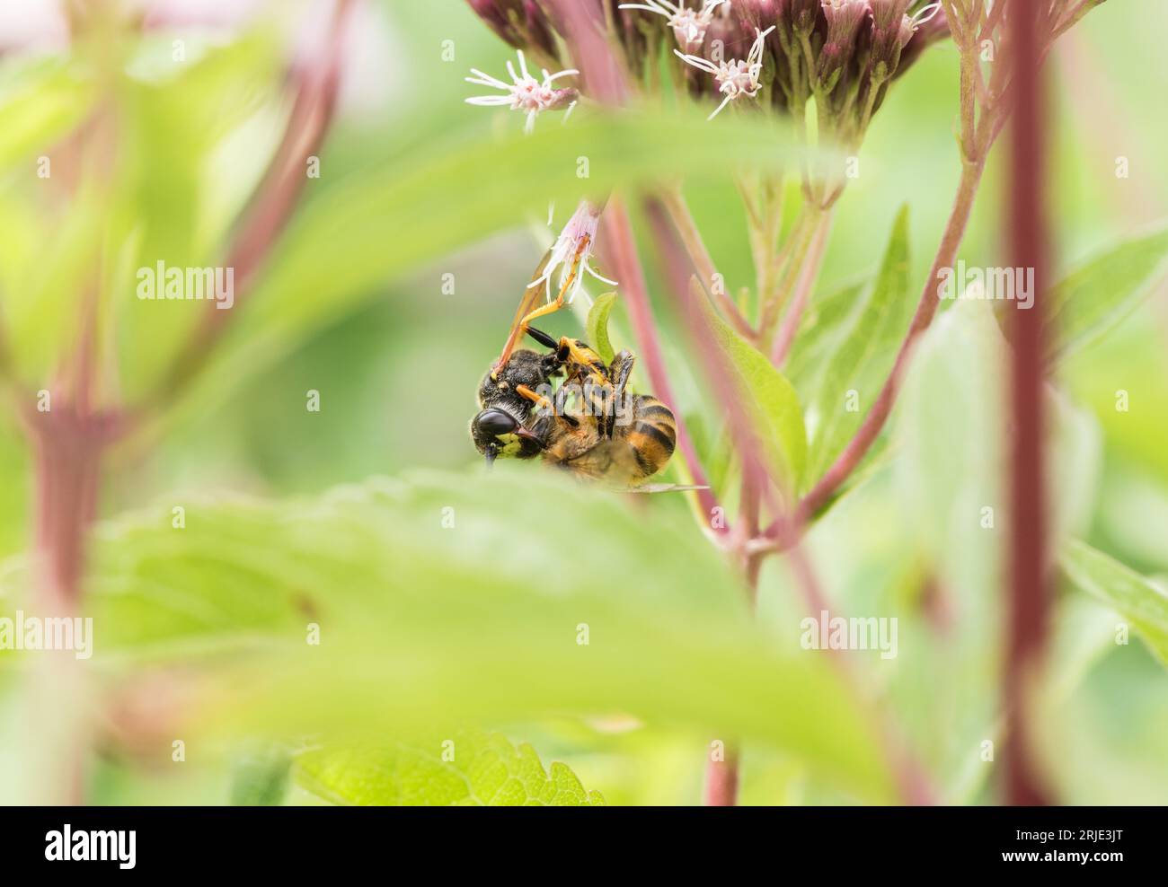 The solitary wasp, a Bee Wolf (Philanthus triangulum) taking a bee Stock Photo
