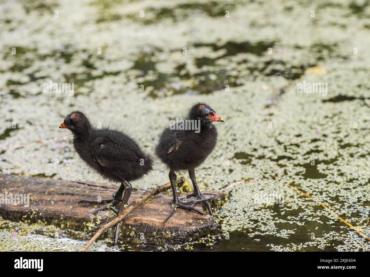 Two Young Moorhen Chicks Gallinula Chloropus Looking Around Whilst two-young-moorhen-chicks-gallinula-chloropus-looking-around-whilst