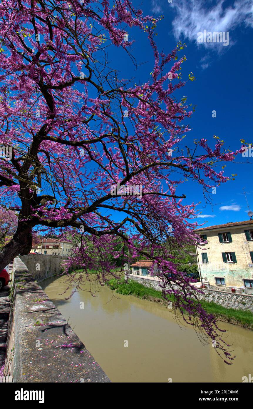 albero di Giuda fiorito sulla riva del Metauro Stock Photo