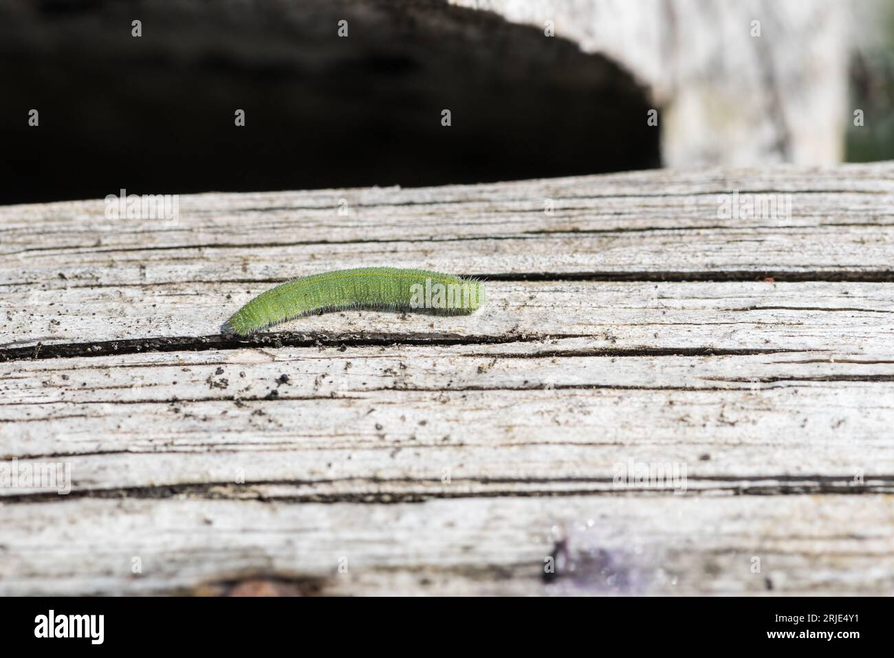 Caterpillar of the Small White butterfly (Pieris rapae) Stock Photo
