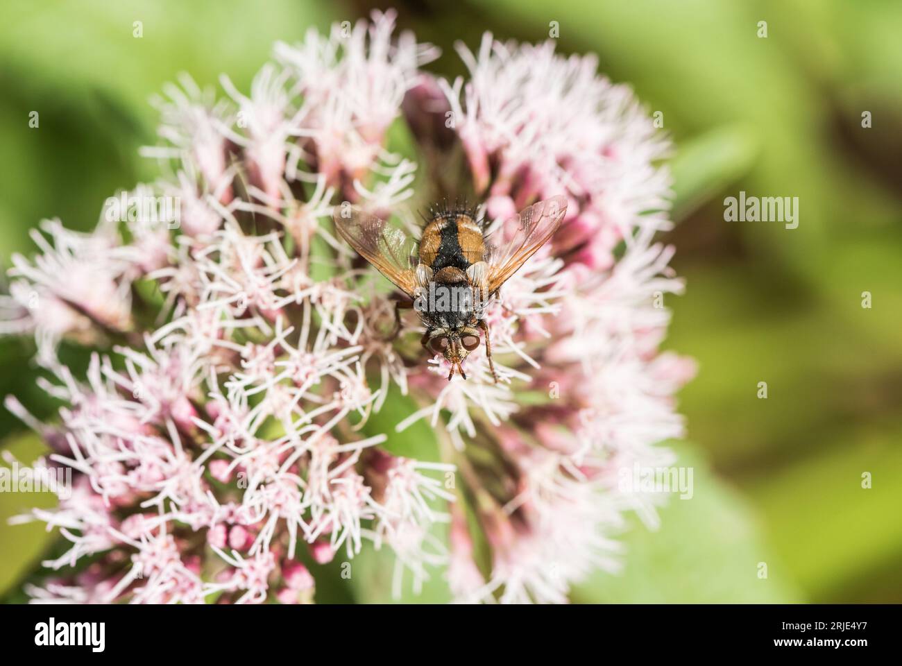 Foraging Tachinid Fly - Tachina fera Stock Photo - Alamy