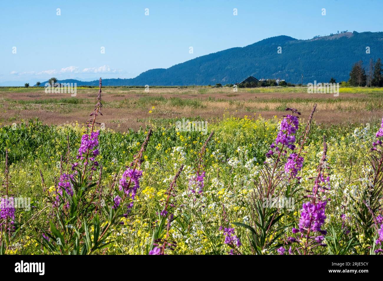Wetlands along Padialla Bay in Skagit County, Washington Stock Photo