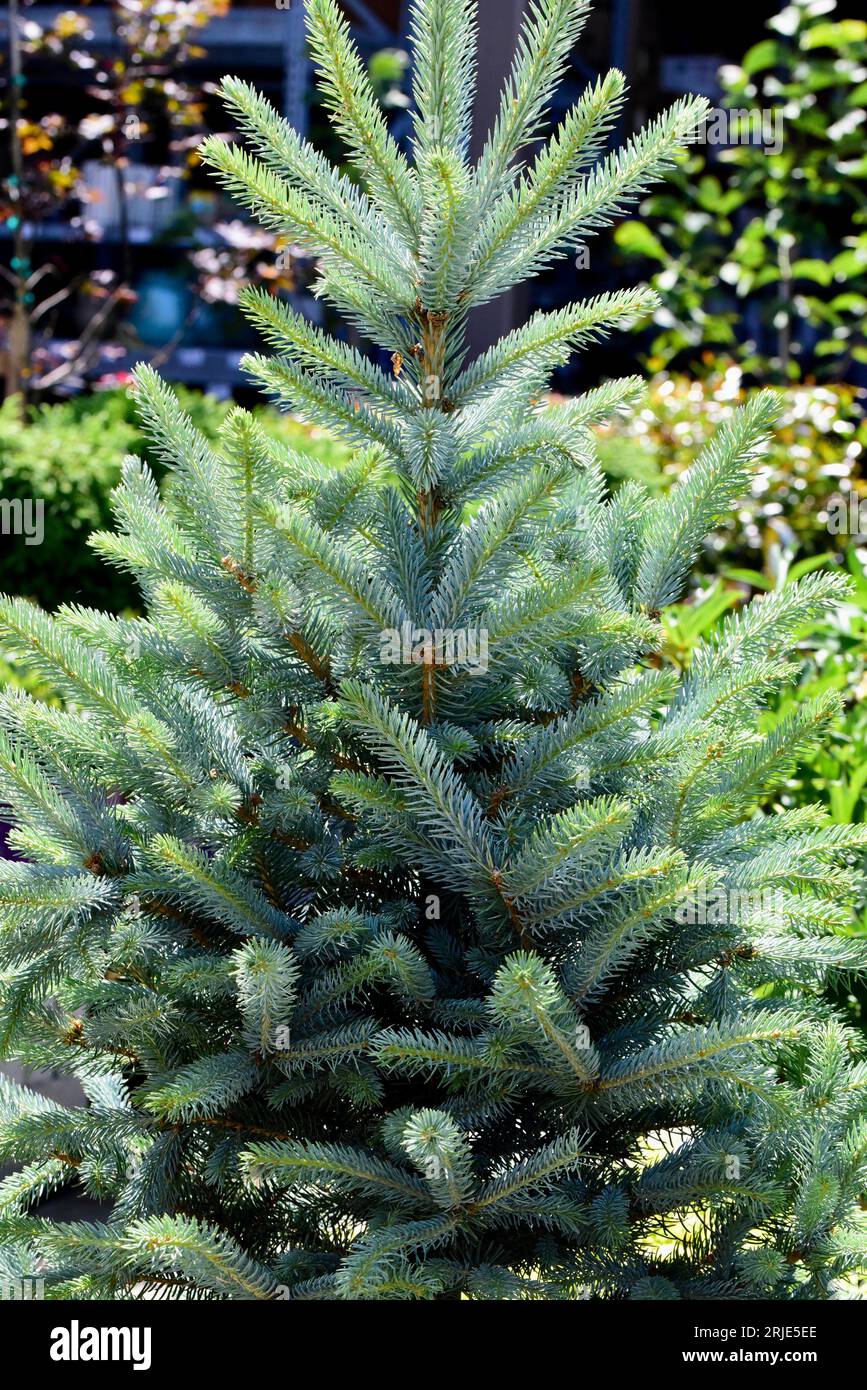 A blue spruce 'Fat Albert' in the garden. Picea pungens. Stock Photo